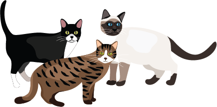 Illustration of 3 different kinds of cats