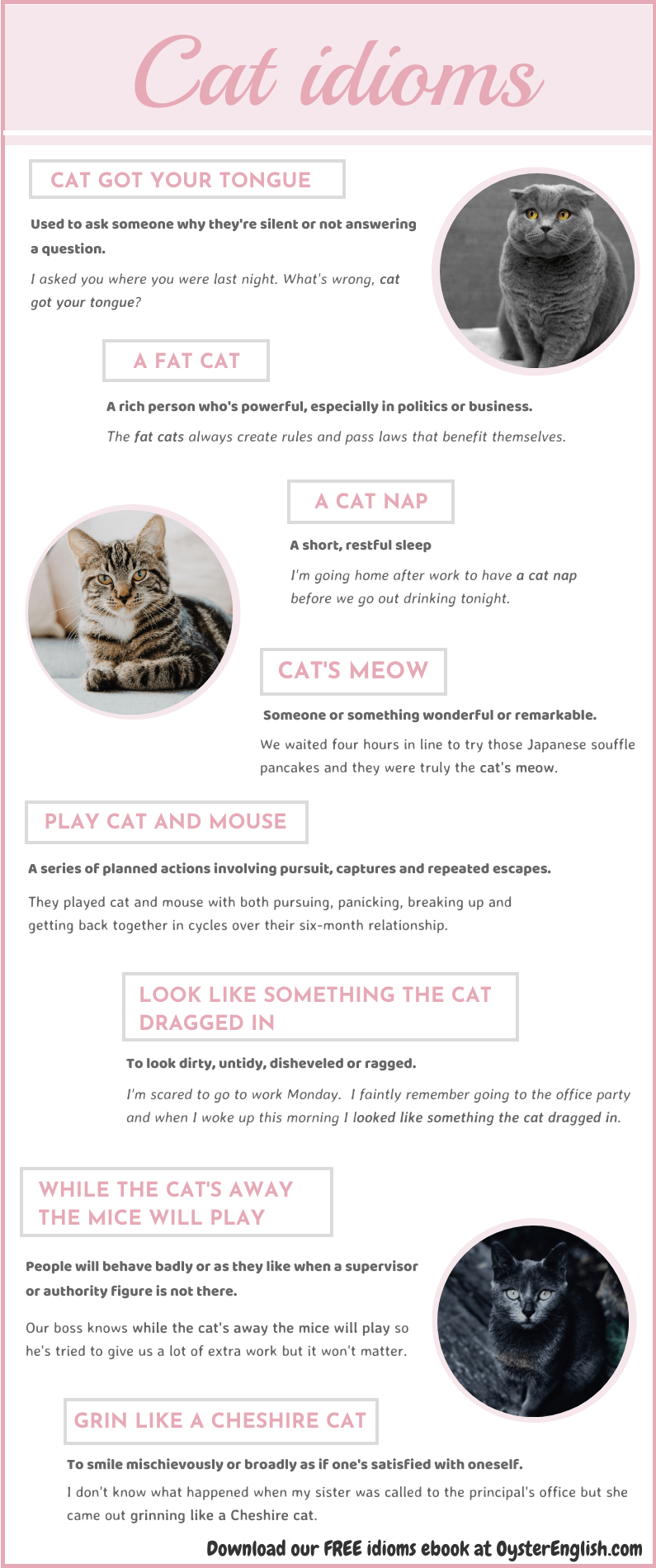 An infographic with photos of 3 real cats and the 8 idioms listed on this page with definitions and sentence examples.