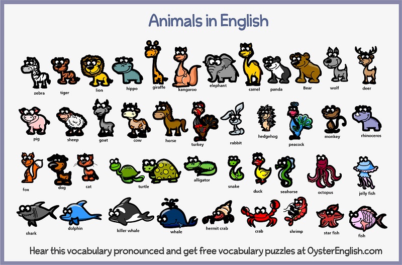 Learn English Animals Vocabulary