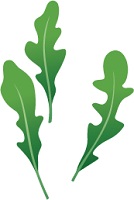 illustration of arugula