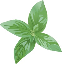 illustration of fresh basil