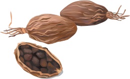 illustration of black cardamom