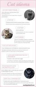 Thumbnail image of cat idioms infographic