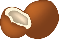 Illustration of a coconut