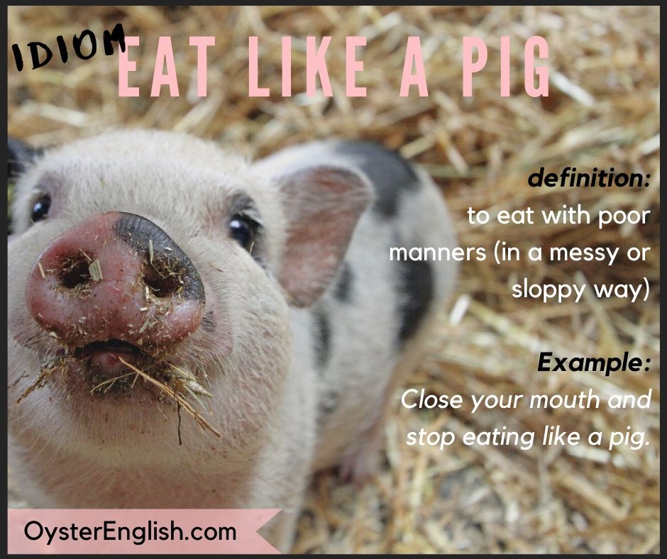 A picture of a cute little pig whose dirty mouth is covered in food. The idiom definition of "eat like a pig" and a sentence example: Close your mouth and stop eating like a pig.