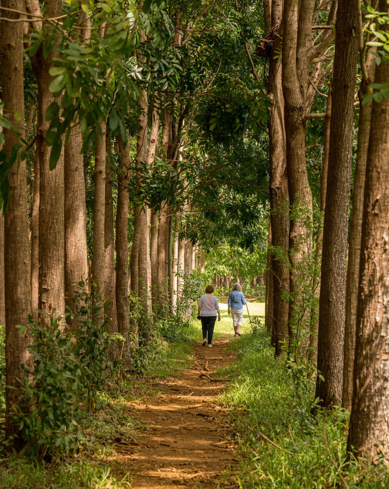 photo of a path