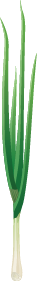 illustration of a green onion