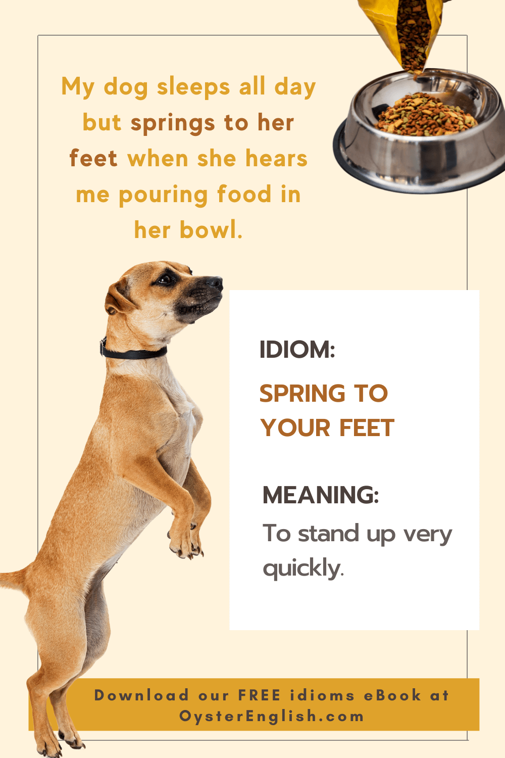 A dog stands up erect looking at food being poured in a bowl. "My dog sleeps all day but springs to her feet when she hears me pouring food in her bowl."