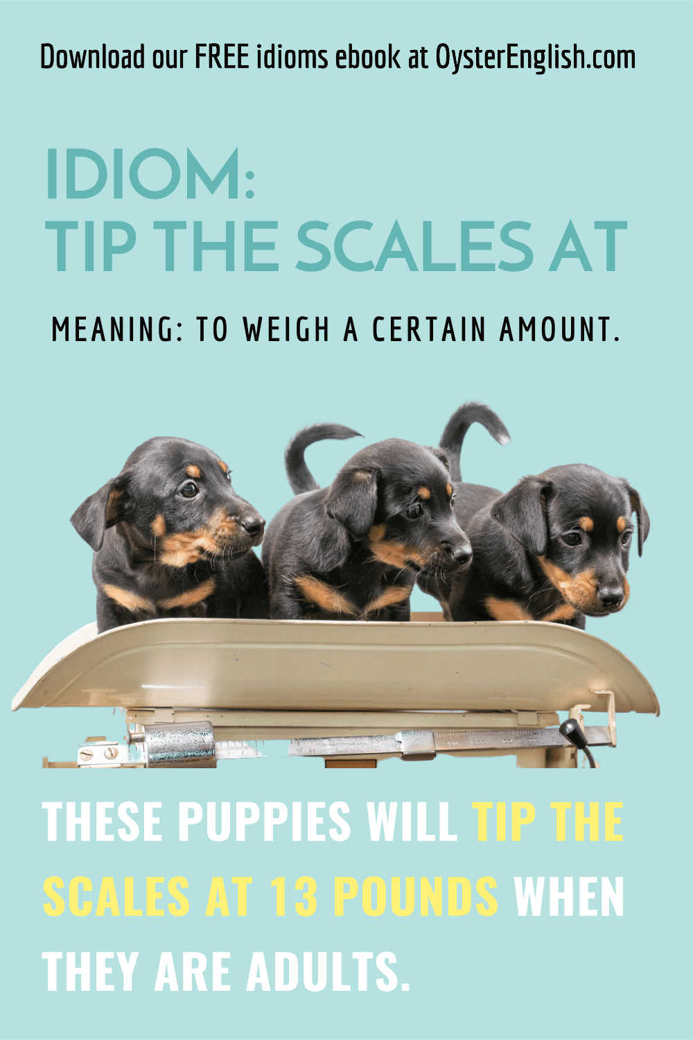 Three Jack Russell puppies are standing in an old-fashioned scale depicting the idiom "tip the scales at." Caption: These puppies will tip the scale at 13 pounds when they are adults.