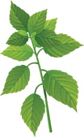 illustration of a sprig of mint