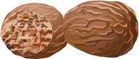 illustration of nutmeg