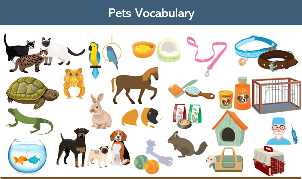 english-pets-vocabulary