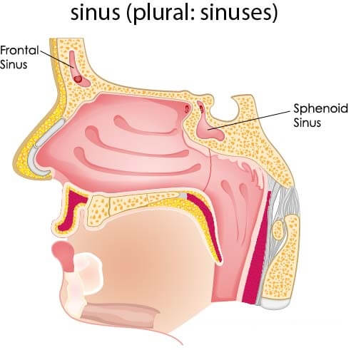 Diagram illustrating the frontal and sphenoid sinuses in the human head.