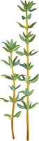 illustration of sprigs of thyme