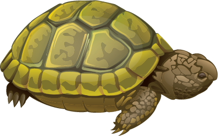 turtle