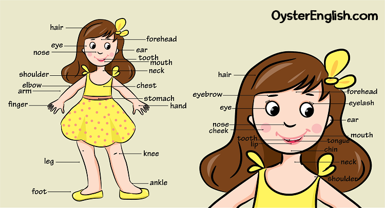 Illustration of full body and close up of head with each body part identified