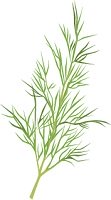 illustration of a sprig of dill