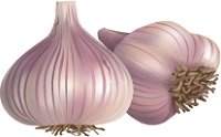 illustration of garlic cloves