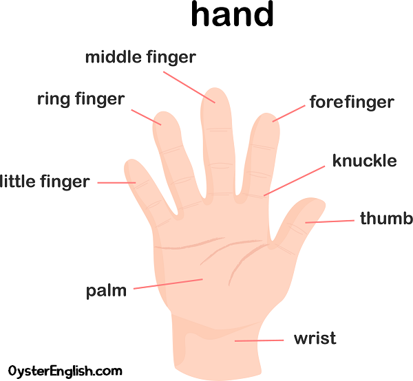 Illustration of parts of the hand
