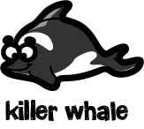 killer whale