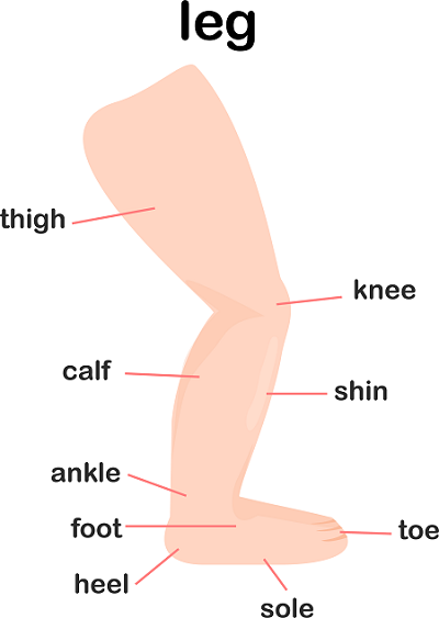 Illustration of the leg with individual parts identified