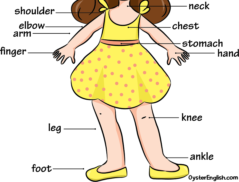 Illustration of parts of the body identified