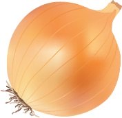 illustration of an onion
