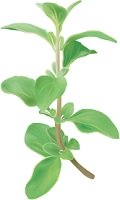 illustration of a sprig of oregano