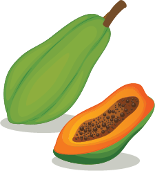 Illustration of a papaya