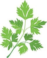 illustration of a sprig of parsley