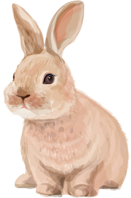 rabbit