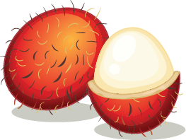 Illustration of a rambutan