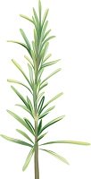 illustration of a sprig of rosemary