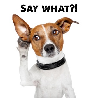 A white and brown Jack Russell dog cupping his ear as if listening. Captioned "Say What"