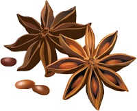 illustration of star anise