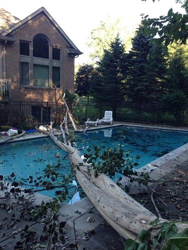 Picture of a home and a huge tree that's fallen in the backyard pool.
